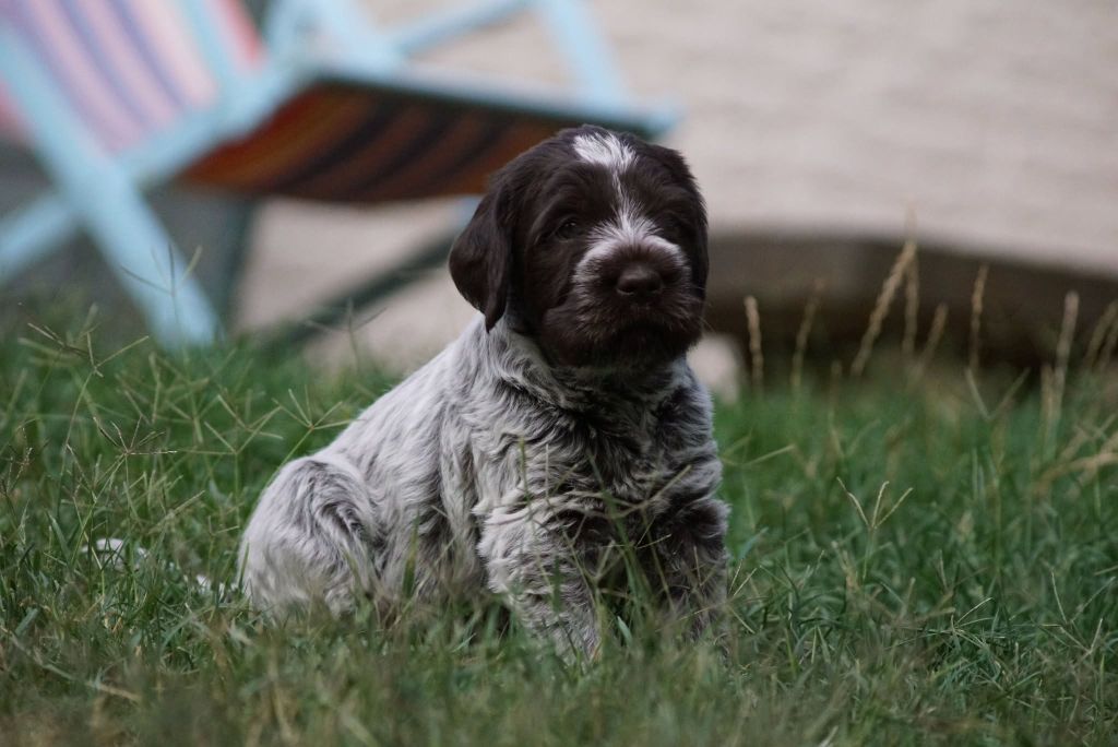 de l'écho de l'Hic - Chiots disponibles - Griffon d'arrêt à poil dur Korthals
